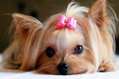 Frizerie canina la domiciliu