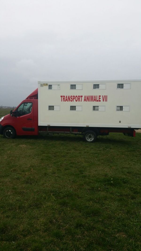 Efectuez Transport animale vii in tara sau extern