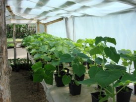 Rasad Paulownia 100 cm 