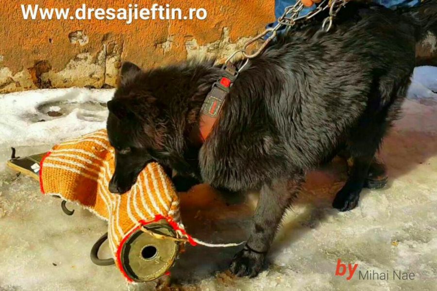 Dresaj canin Preturi mici pentru companionul tau