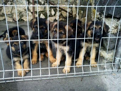  CIOBANESC GERMAN DE VANZARE