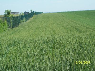 Vand teren extravilan agricol in frumusani jud. calarasi