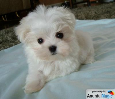 BICHON MALTEZ ALBI TALIE MINII 700.RON