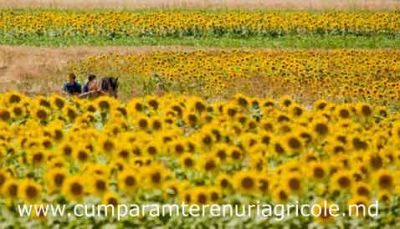 Arendam - cumparam terenuri agricole Republica Moldova - Basarabia