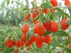 Plantatia ta de goji cu plata unui avans si restul cu plata prin fructe