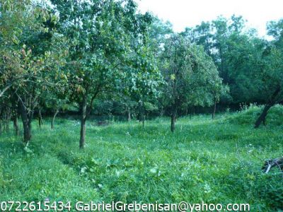Teren Cotmeana 2163 mp