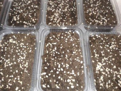 seminte germinate Paulownia 