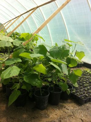 Rasad paulownia elongata 100 cm 