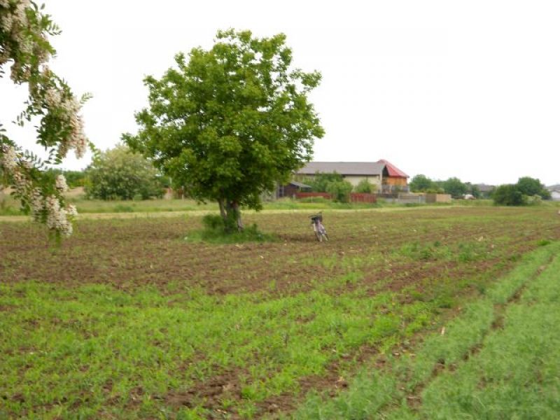 Vand loturi de casa, terenuri in Berceni Ilfov