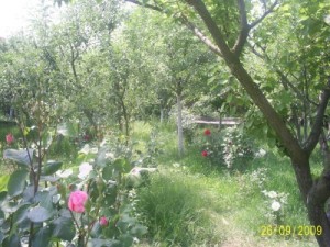 Vand proprietete in BUTIMANU-4000 MP