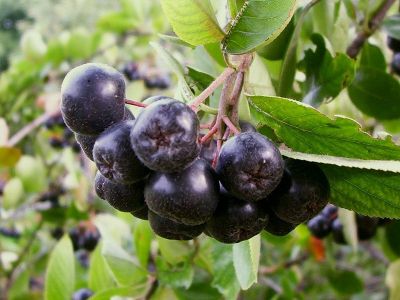 plante de aronia