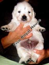 Pui Golden Retriever deosebit de frumosi