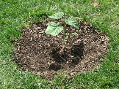Rasaduri Paulownia 