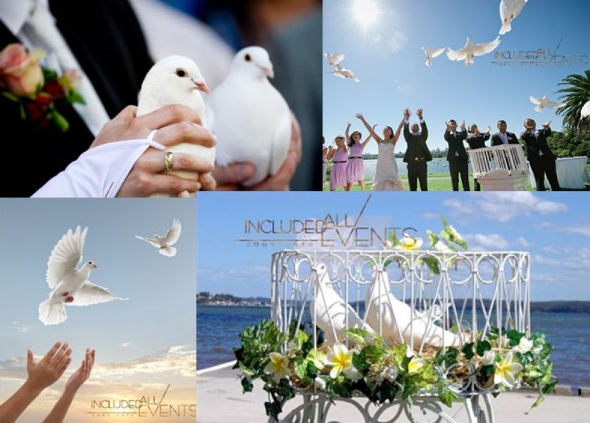 Porumbei evenimente - Inchiriere porumbei albi nunta Constanta 0728955745