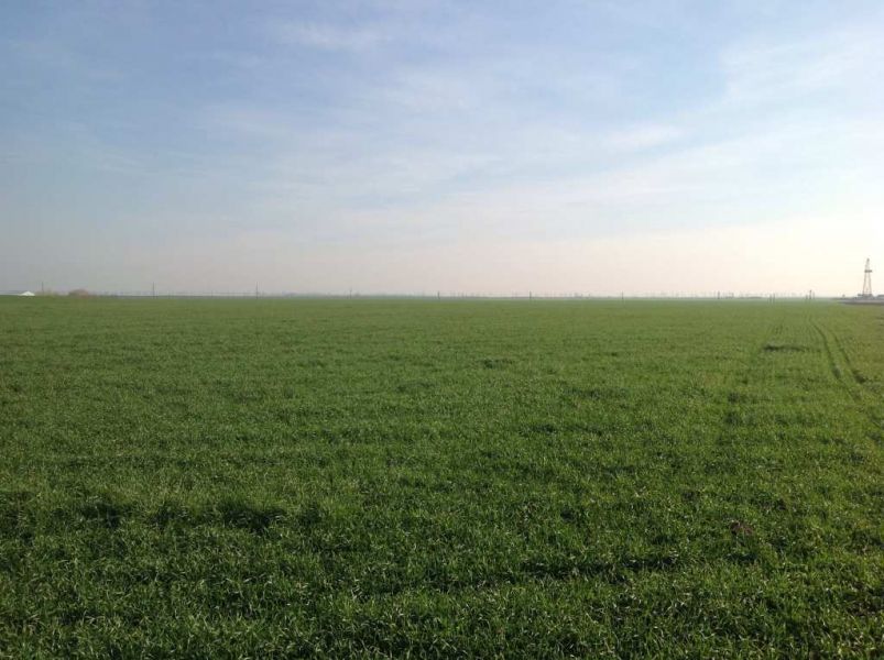 Vand teren arabil 10 ha compacte Buzau