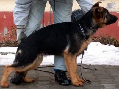 ciobanesc german