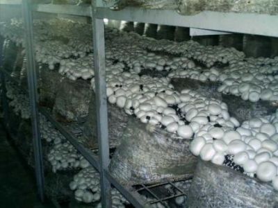 Tunele si echipamente productie ciuperci