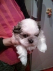 vand pui shih-tzu
