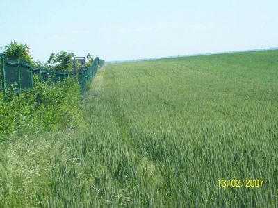 Vand teren extravilan agricol in frumusani jud. calarasi