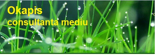 Consultanta mediu