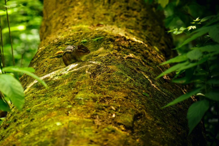 Servicii biodiversitate pentru proiecte durabile