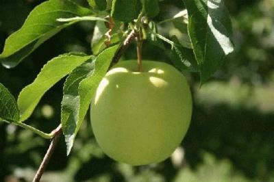 Pipiniera pomicola Pipiniera pomicola