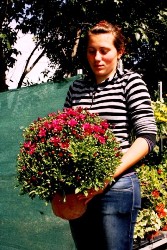 Vand crizantema multiflora