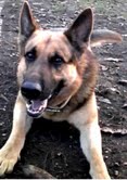 DRESAJ CANIN CU REZULTATE GARANTATE