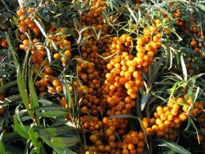 plante de catina