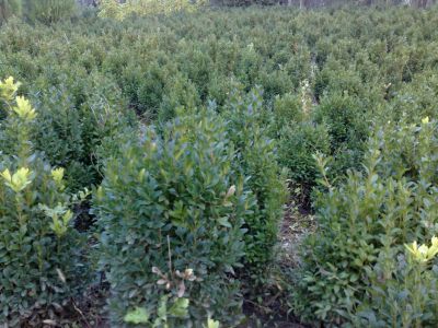 Vand BUXUS