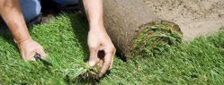 rulouri de gazon, gazon rulou, amenajari gradini, mranita, ingrasamant organic natural
