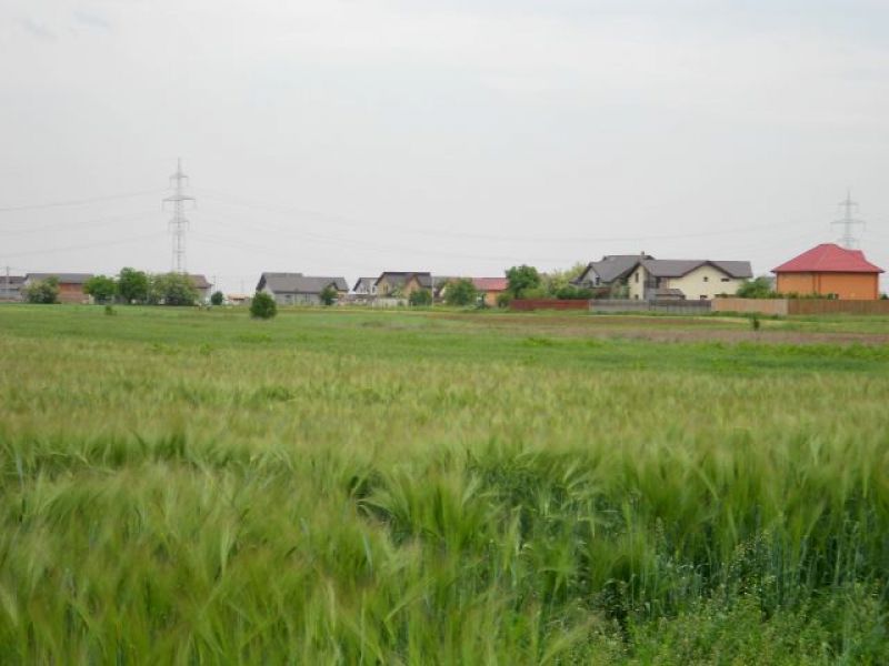 Vand teren Berceni Ilfov, 430mp utili loturi casa