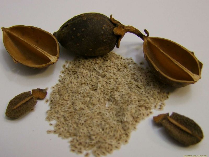 Seminte paulownia