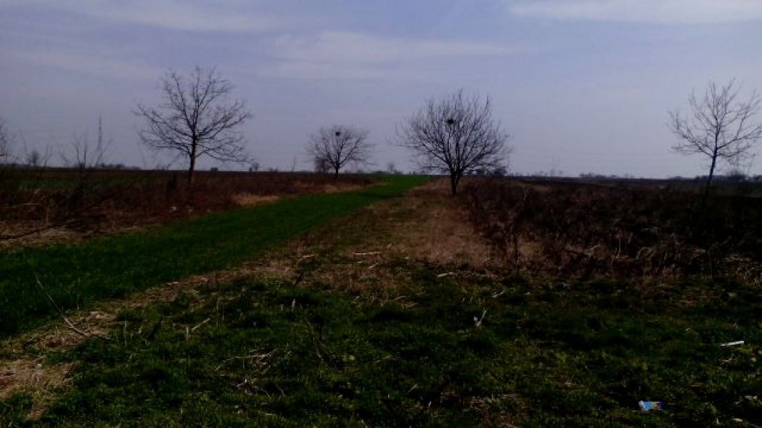 Vand terenuri construibile in centrul Com.Berceni