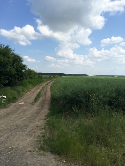 Teren de vanzare buftea tamas