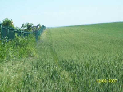 Vand teren extravilan agricol in frumusani jud. calarasi
