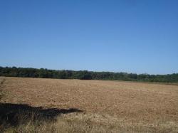 DE VANZARE, Teren Ciolpani (Ilfov), langa padure, suprafata 1000mp