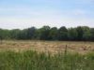 Vand Teren Extravilan Langa Padure in Branesti Islaz Judetul Ilfov