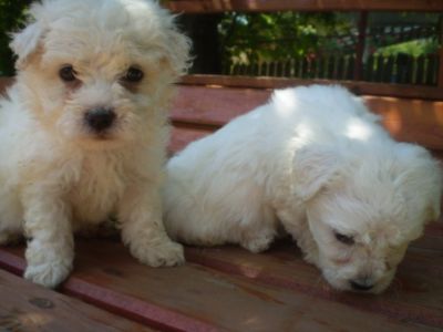 vand bichon maltez 600 lei