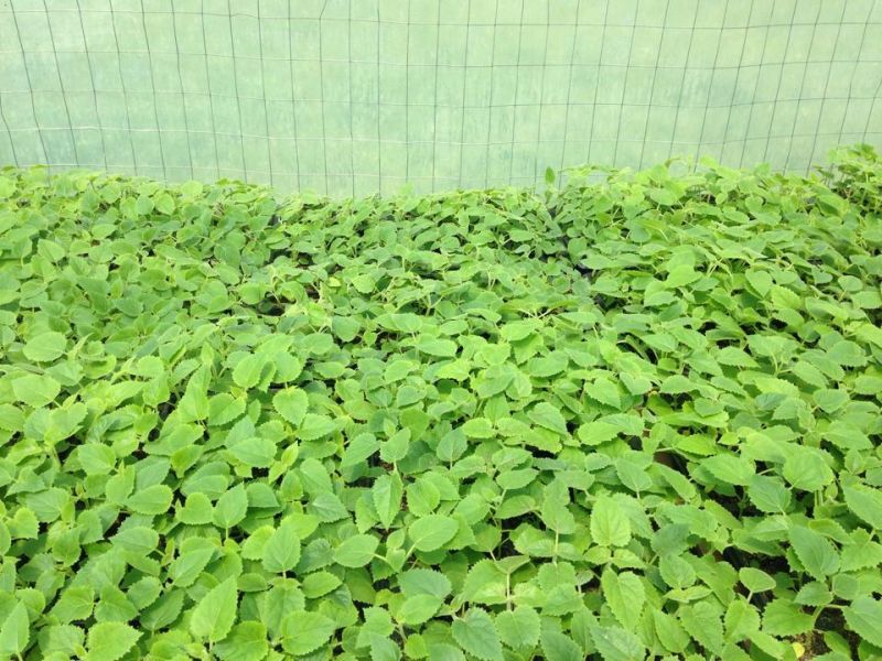 Vanzare rasaduri de paulownia elongata si tomentosa incepand de la 3 ron , 7 ron , 14 ron ,19ron ,  