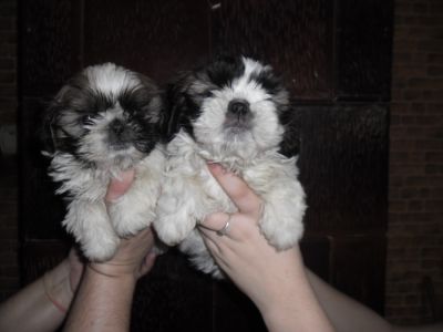 Shih-tzu de 7 saptamini 