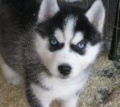 Vand pui Husky Siberian