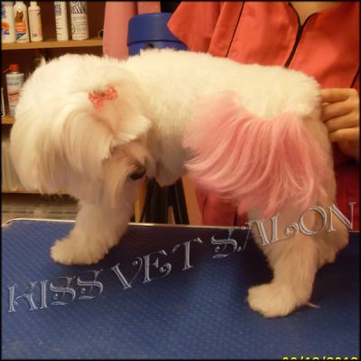 Salon de cosmetica, frizerie si coafura pentru catei si pisici