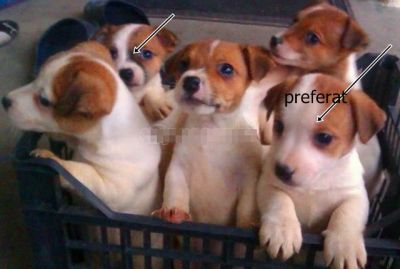 Jack Russel terrier,.Pasaport,microcip