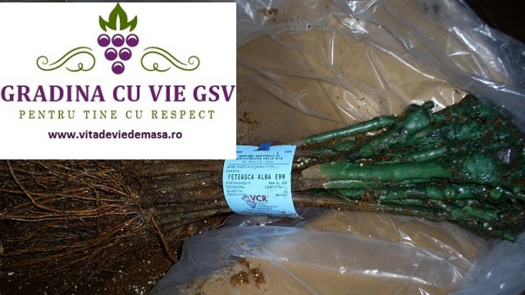 Butasi de vie Feteasca Alba la Gradina cu vie GSV