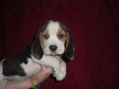 Crescator vand catei Beagle cu Pedigree !