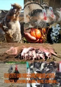 Vand porci mici si mari