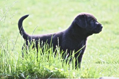 Catei Labrador Retriever
