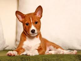 Basenji