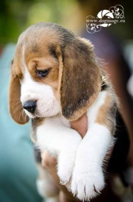 De vanzare catei  Beagle cu pedigree